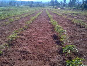 Agroécologie dans l'approche colline