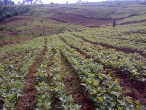 Agroécologie dans l'approche colline
