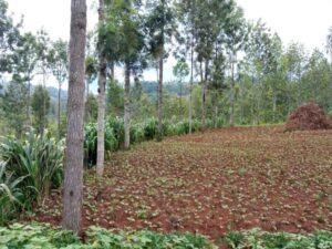 Agroécologie dans l'approche colline