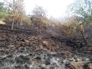 Conséquences ce feu de brousse appelé aussi le feu de forêt