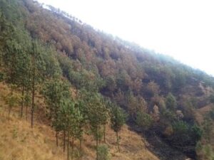 Reboisement et couverture des étendues de terre par les arbres