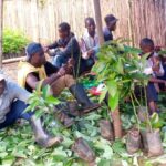 Formation sur le greffage des avocatiers à Nyangezi et Kamanyola (Territoire de Walungu)