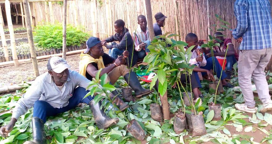 Formation sur le greffage des avocatiers à Nyangezi et Kamanyola (Territoire de Walungu)