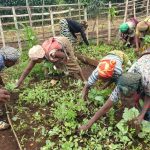 Solutions fondées sur la nature : Activités de maraichage à Nyamakana