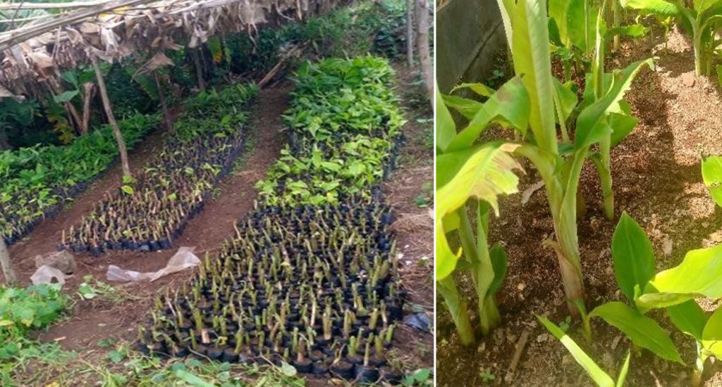 Genre et multiplication des bananiers par Macropropation dans le territoire de Kabare