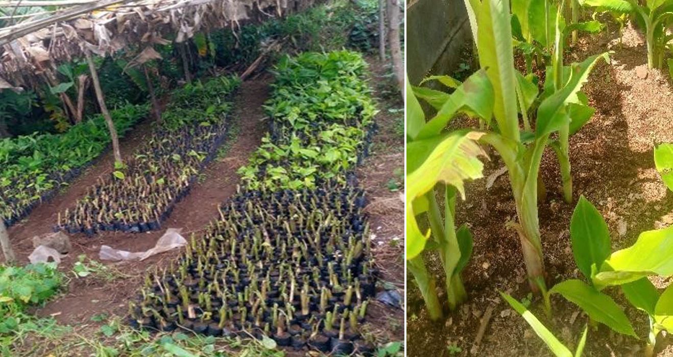 Genre et multiplication des bananiers par Macropropation dans le territoire de Kabare