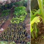Genre et multiplication des bananiers par Macropropation dans le territoire de Kabare