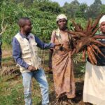 Récolte de manioc et de maïs à Nyamakana à Kabare par Diobass Kivu