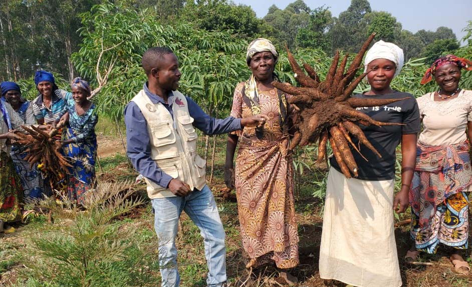 Récolte de manioc et de maïs à Nyamakana à Kabare par Diobass Kivu