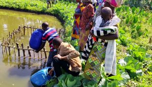 Distribution d’alevins et d’aliments de poisson à Kahungu/Kabare