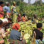 Recolte de mais et d'arachide par les femmes de Kalehe au champs-école paysan