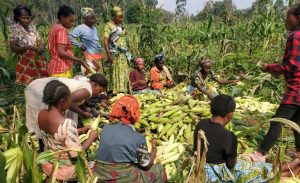 Recolte de mais et d'arachide par les femmes de Kalehe au champs-école paysan