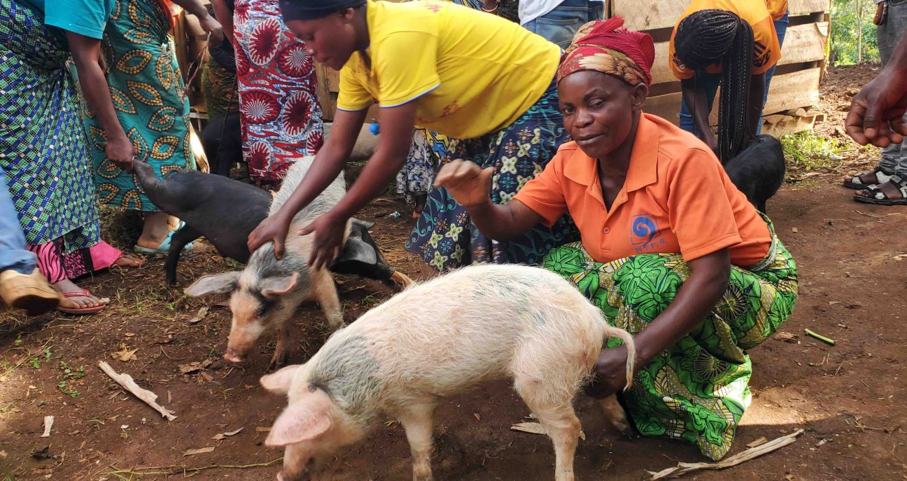 Distribution des Géniteurs de Porcs et Construction d’une ferme à Kalehe