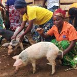 Distribution des Géniteurs de Porcs et Construction d’une ferme à Kalehe