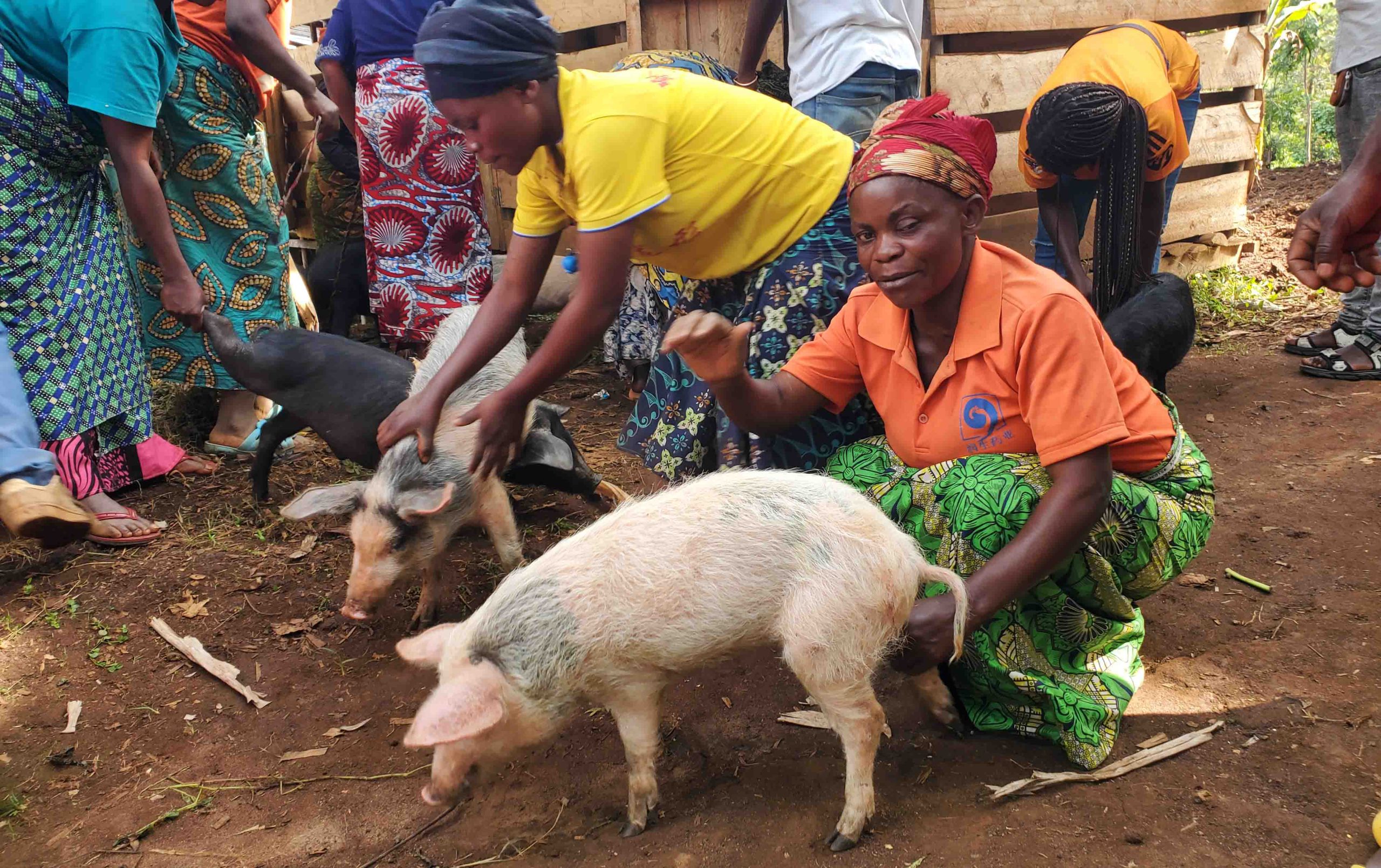 Distribution des Géniteurs de Porcs et Construction d’une ferme à Kalehe