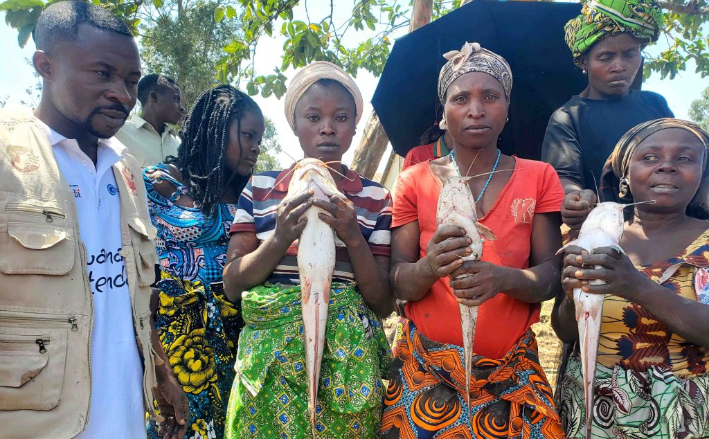 Pêche de poissons Clarias par des femmes et jeunes filles de Kabare